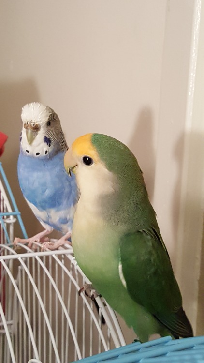jokeboy:my birds lima bean and gaston (gaston is mid-shed and more grumpy than usual) and bonus bonn