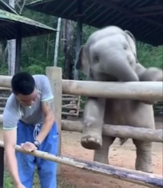 owlinadayswork:  imonlyadumpling:  blue-eyed-thing:   alwaysabeautifullife:  cloudfreed:   bibleforboys:   grumpy-soul:  This is the cutest thing I have ever seen   this is a lot   that baby/young elephant is so cute I love animals      Don’t ignore