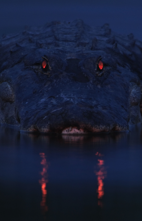 awkwardsituationist:  an alligator has a tapetum lucidum at the back of each eye, which reflects light back into the photoreceptor cells to make the most of low light. the colour of eyeshine differs from species to species, but in alligators glows red.