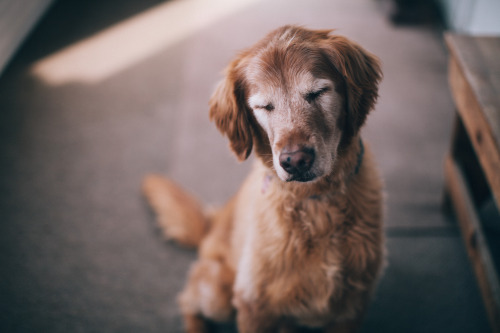 dalyproof:Sure, kittens are cute and all..but what about the love and wisdom of old dogs? 