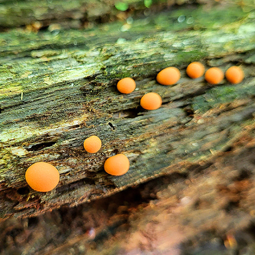 tom-at-the-farm: Fungus + slime mold = BFFs