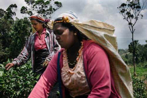 The billion-dollar tea industry employs nearly 5% of Sri Lanka’s population. For “Within