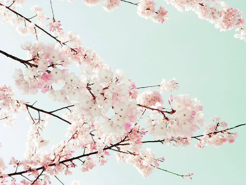milkpeu:Cherry Blossoms (by sonson)