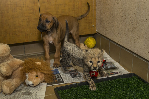 sdzsafaripark: Cheetah cub (Ruuxa) and ridgeback puppy (Raina) are bonding well at the Animal Care 