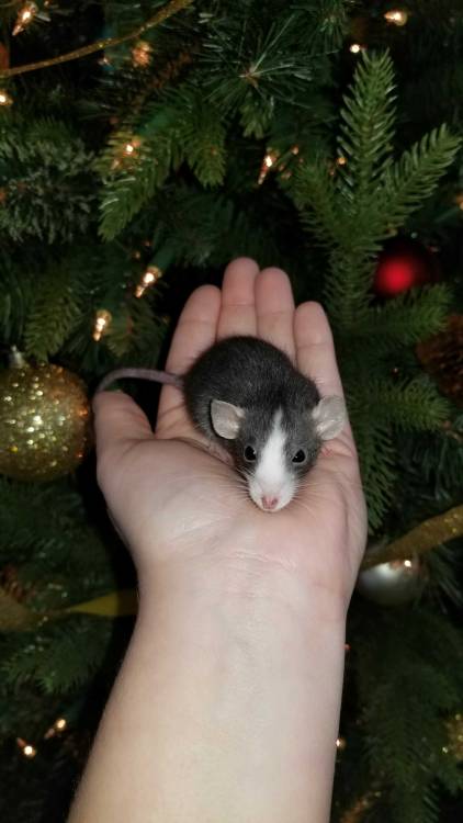 I’d like to take a minute to introduce everyone to Piper, aka little Pip This lil baby dwarf ratatat