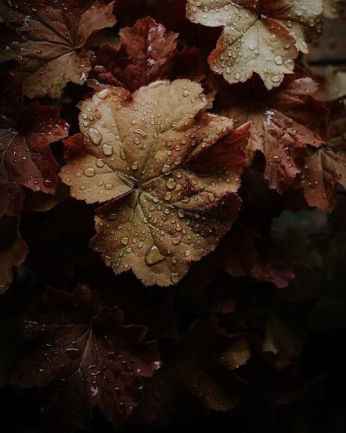 autumnalstars:Rodica Godlewski