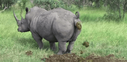 ignoblerat:  A rhino pooping forever. You’re welcome. 