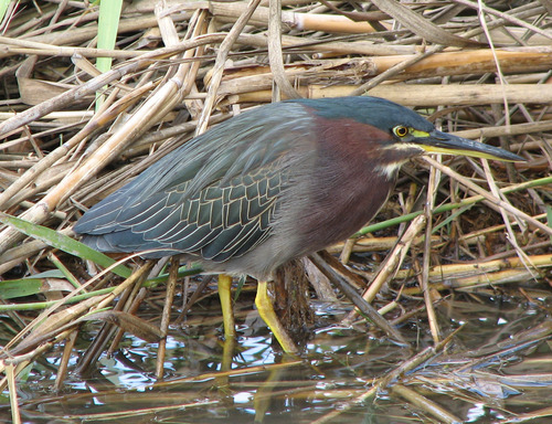 cupsnake:  You know what the Green Heron is basically the best heron because it is like 90% neck so when it is all folded down it looks like a giant head with wings and legs  but then suddenly ZOOP  fucking green herrons 