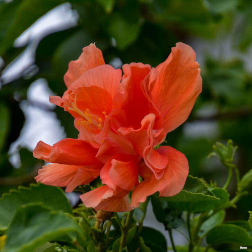 Orange and red hibiscus in Florida