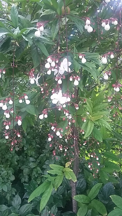 Pretty Flowers @ Naples Botanical Gardens