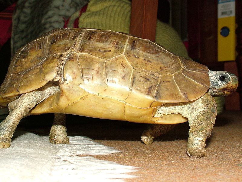 Here come the most Extra of turtles and tortoises
