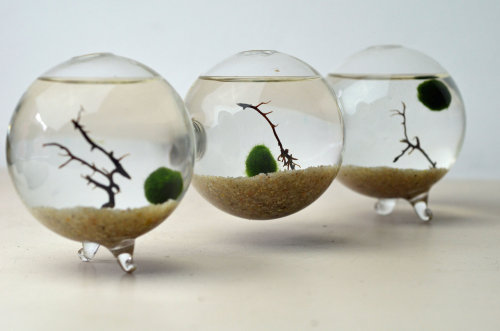 lustik:  Marimo Terrarium - Pink Serissa  Lustik:  twitter | pinterest | etsy 