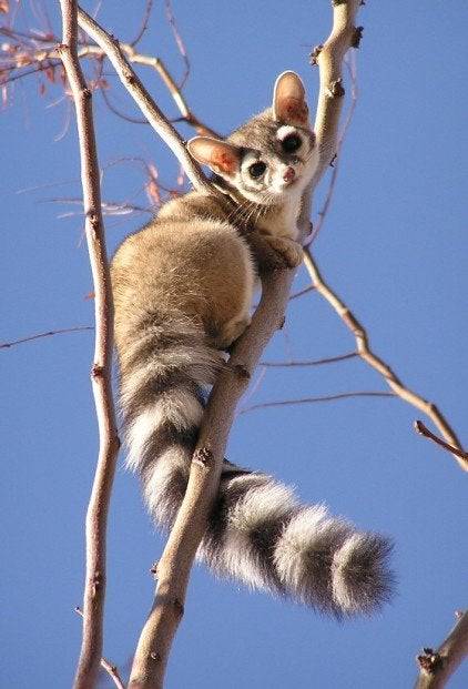 happifying-things:  ringtail cat📷 by IchTanze