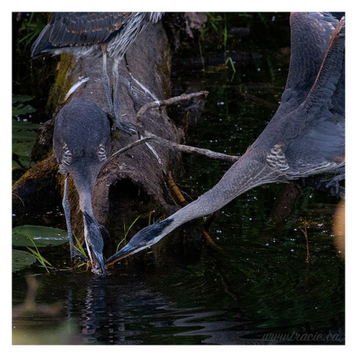 buginmymargarita:Fledgling Herons.  I watched these guys for a little while and all they were catchi