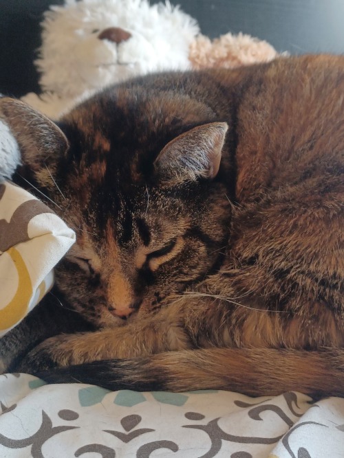 Here Have Some Kitty Pics From This Morning