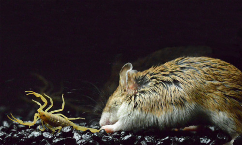 Porn Pics neurosciencestuff:  Grasshopper Mice Are