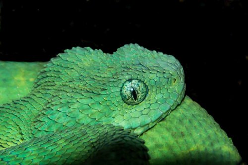 citrinenightmare:  Snake by Laurenel 