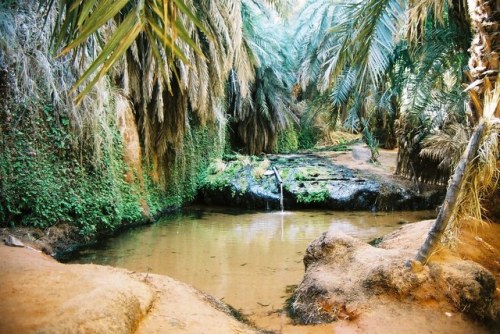 Oasis Terjit, Mauritania by Joao Leitao