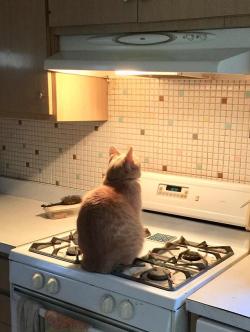 cutekittensarefun:My cat likes to stare at the wall and sit on the stove