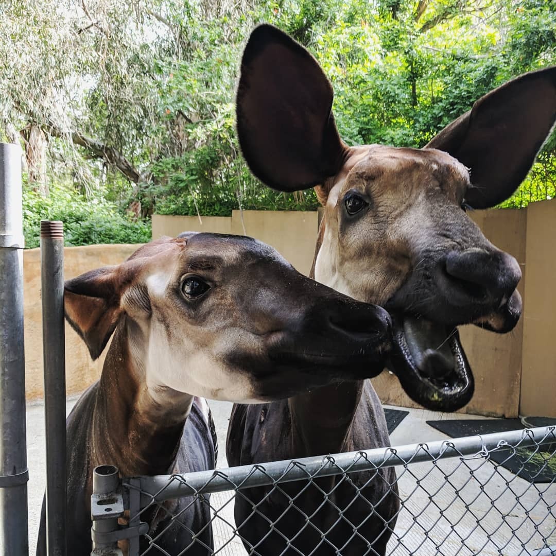 elodieunderglass:  glumshoe: wild-west-wind:   wild-west-wind:    I LOVE THESE OKAPI