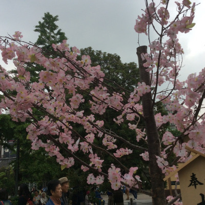 pristined:  cherry blossoms aaah 🌸   🔥