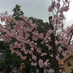 Pristined:  Cherry Blossoms Aaah 🌸