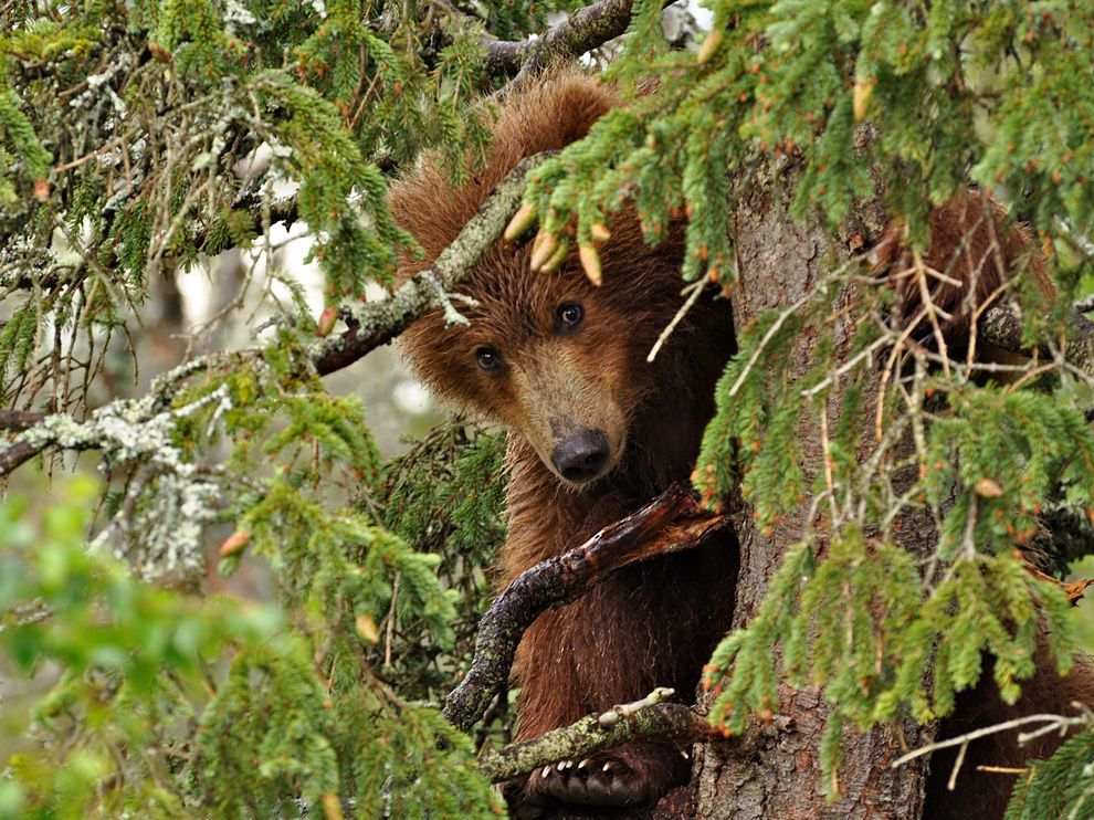 magicalnaturetour:  Bear Cub, AlaskaPhotograph &amp; caption by Douglas Croft