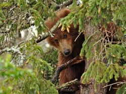 Magicalnaturetour:  Bear Cub, Alaskaphotograph &Amp;Amp; Caption By Douglas Croft