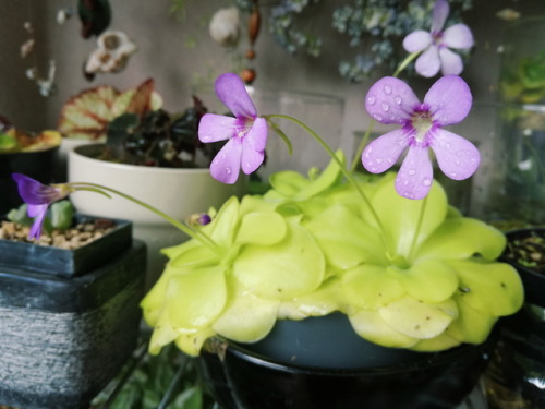 stefano-bonalume:Pinguicula ‘Tina’