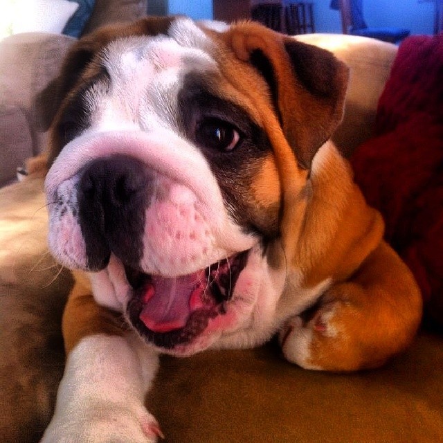 #tbt Hazel Nov 2012
#bulldog #englishbulldog #squishyfacecrew #bullylife #pets #bulldogsofinstagram @bmaillou via Instagram http://ift.tt/1lCI6jg