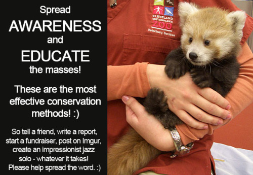 thelustfulkitten:  Don’t let my favorite animal become extinct!! 