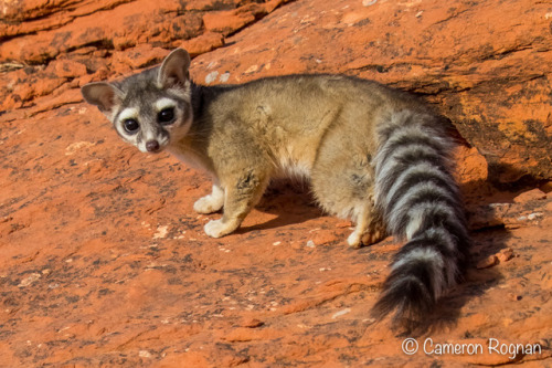 honeymushroom:NOBODY ever talks about north americas most unnapreciated mammal, Bassariscus astutus,