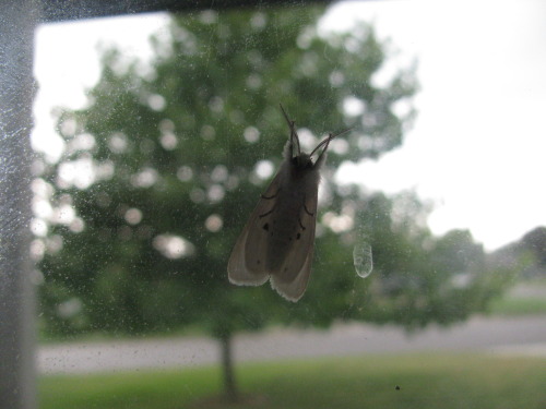 the moth is back