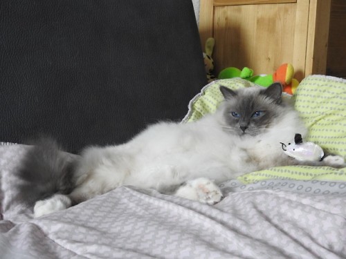 naturelvr69likes: julietterainbow: JULES , avant la sieste !!!!! @mostlycatsmostly .