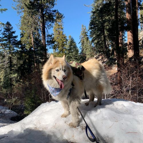 In my natural habitat ❄️ #iceicebaby #fluffytoffee #dogsofinstagram #husky #germanshepherd #gsd #sib