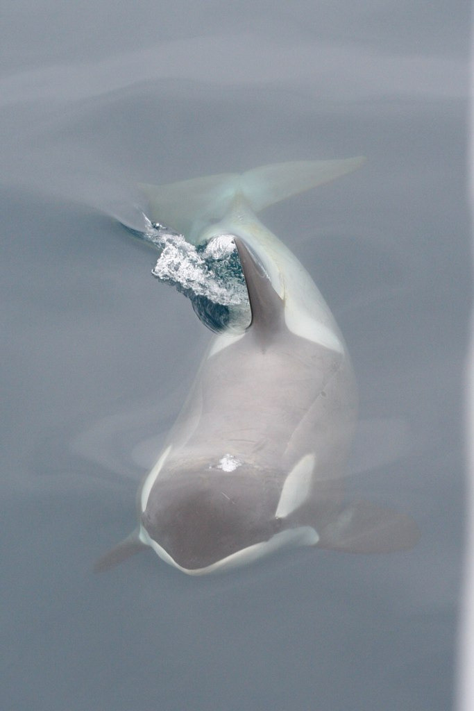 deepblueseawhales:  Gerlache Strait Orca (by edward_rooks)