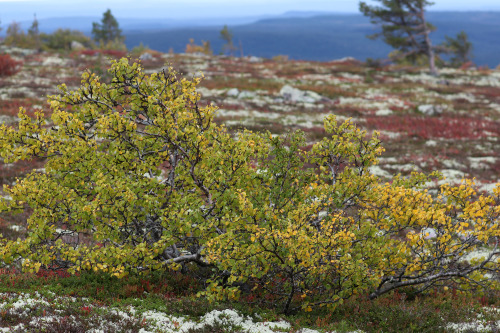 Fulufjället National Park, Dalarna, Sweden.