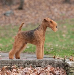 artofdogs:  GCH Larkspur Acadia Save Me A Spot “Spot” - Lakeland Terrier (photo by Miguel Betancourt/In Focus by Miguel)