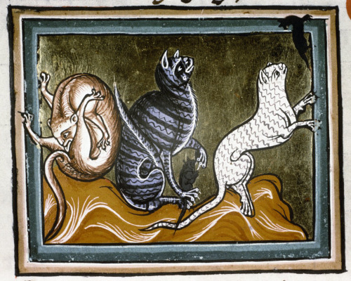 cats’ habits‘The Ashmole Bestiary’, England 13th century (Bodleian Library, MS. As