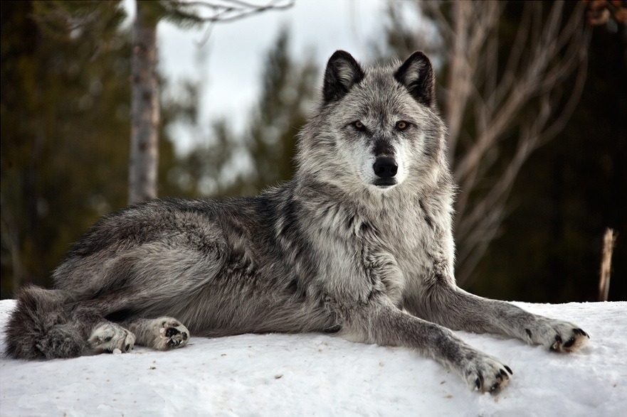 wolveswolves:  By Maren Arndt 