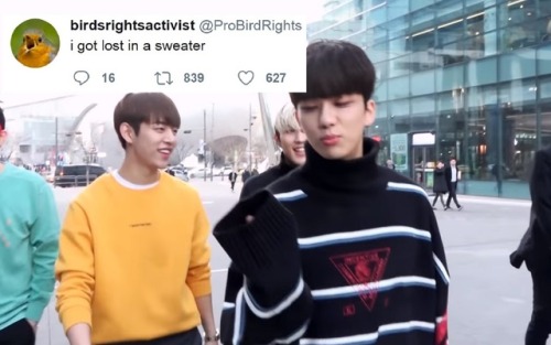 doitforbangyongguk: B.A.P | text post meme | 3/∞yoo youngjae + birdsrightsactivist edition 