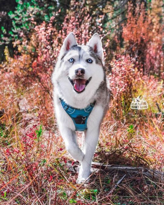 The adventure huskies