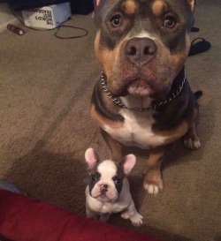 awwww-cute:  Looks like the new puppy has been accepted 