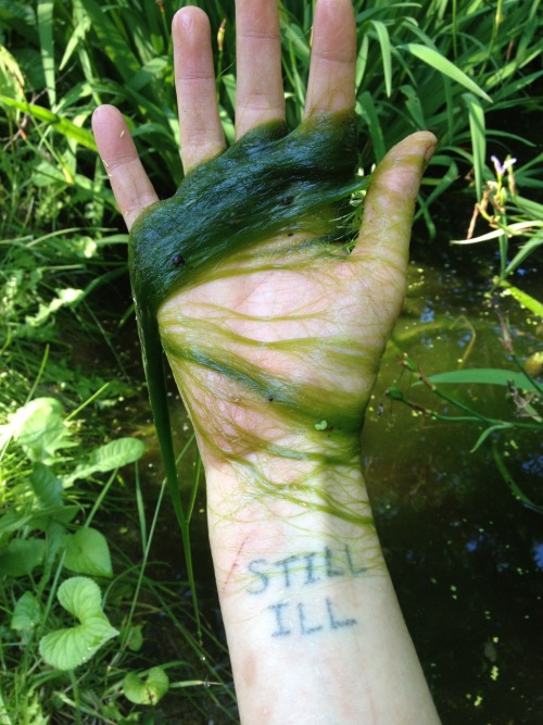 snorlaxatives: spacepixie: pond weed that looks like long green hair ! no wonder you’re s