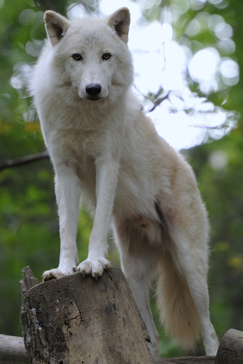 Arctic Wolf (by Josef Gelernter)