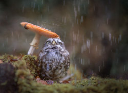mymodernmet:  Sweet Little Pet Owl Uses Mushroom