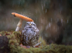 the-almighty-me-called-jojo: rhysand-vs-tamlin:  sixpenceee: Super adorable photo of an owl hiding from rain taken by photographer Tanja Brandt. Rowan looking for Aelin   Totoro waiting for the bus 