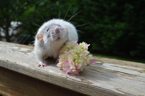 karasratworld:Hydrangea photoshoot <3 Rats are the cutest things ever.
