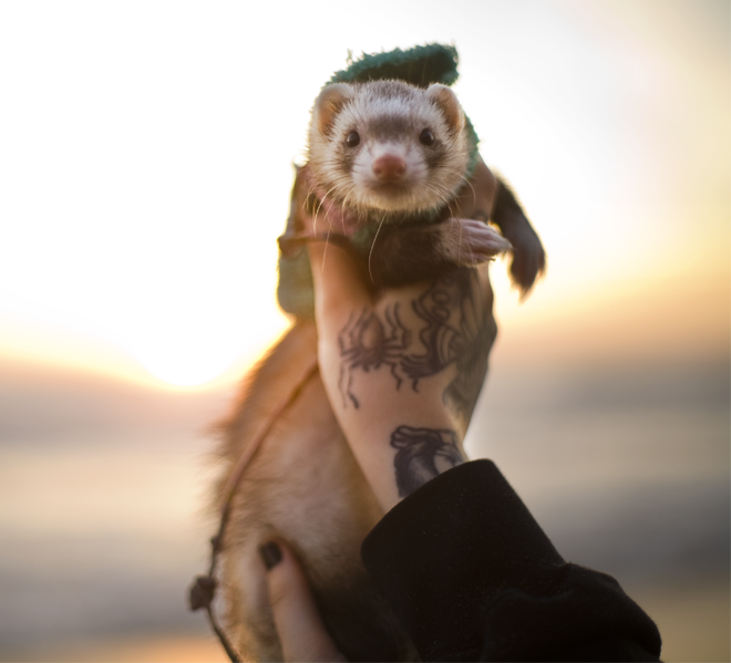 fuckyeahferrets:  Happy beach trip&lt;3 