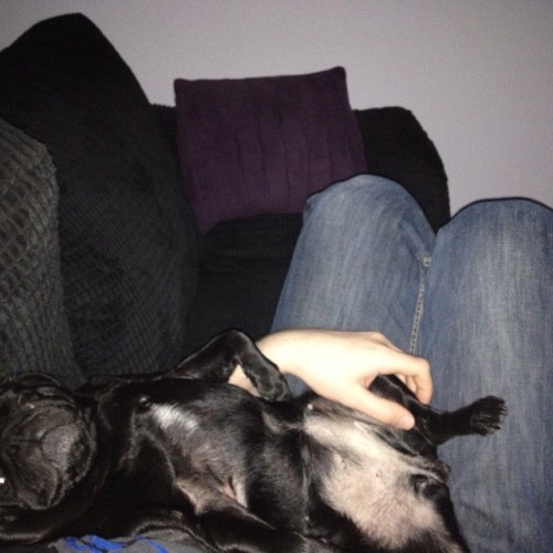Now that’s one snoozey little pug 🐶💤